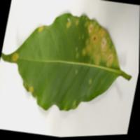 Dataset Image