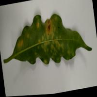 Dataset Image
