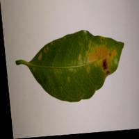 Dataset Image
