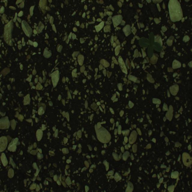 Dataset Image