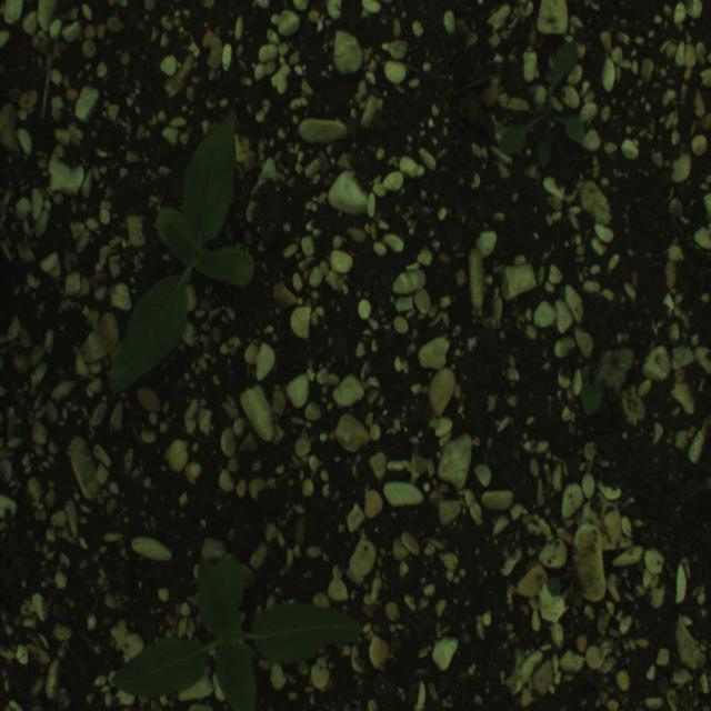 Dataset Image