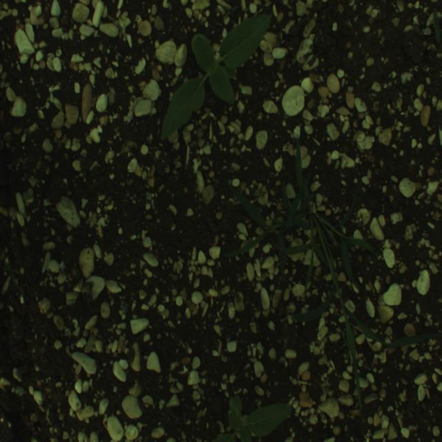 Dataset Image