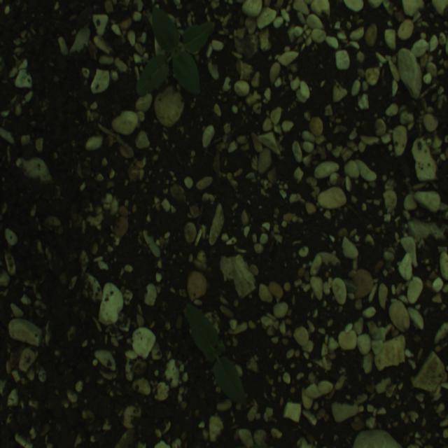 Dataset Image