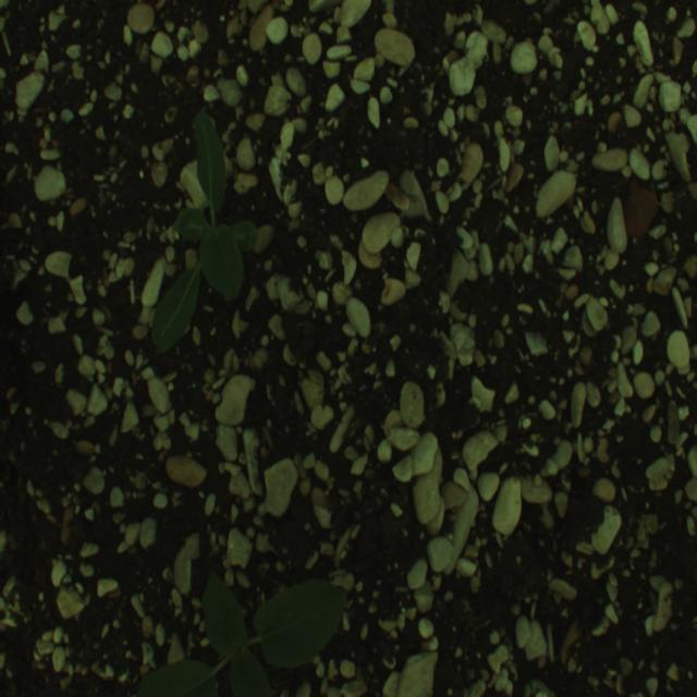 Dataset Image