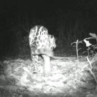 Dataset Image