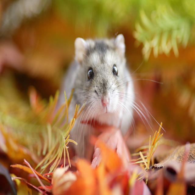 Dataset Image
