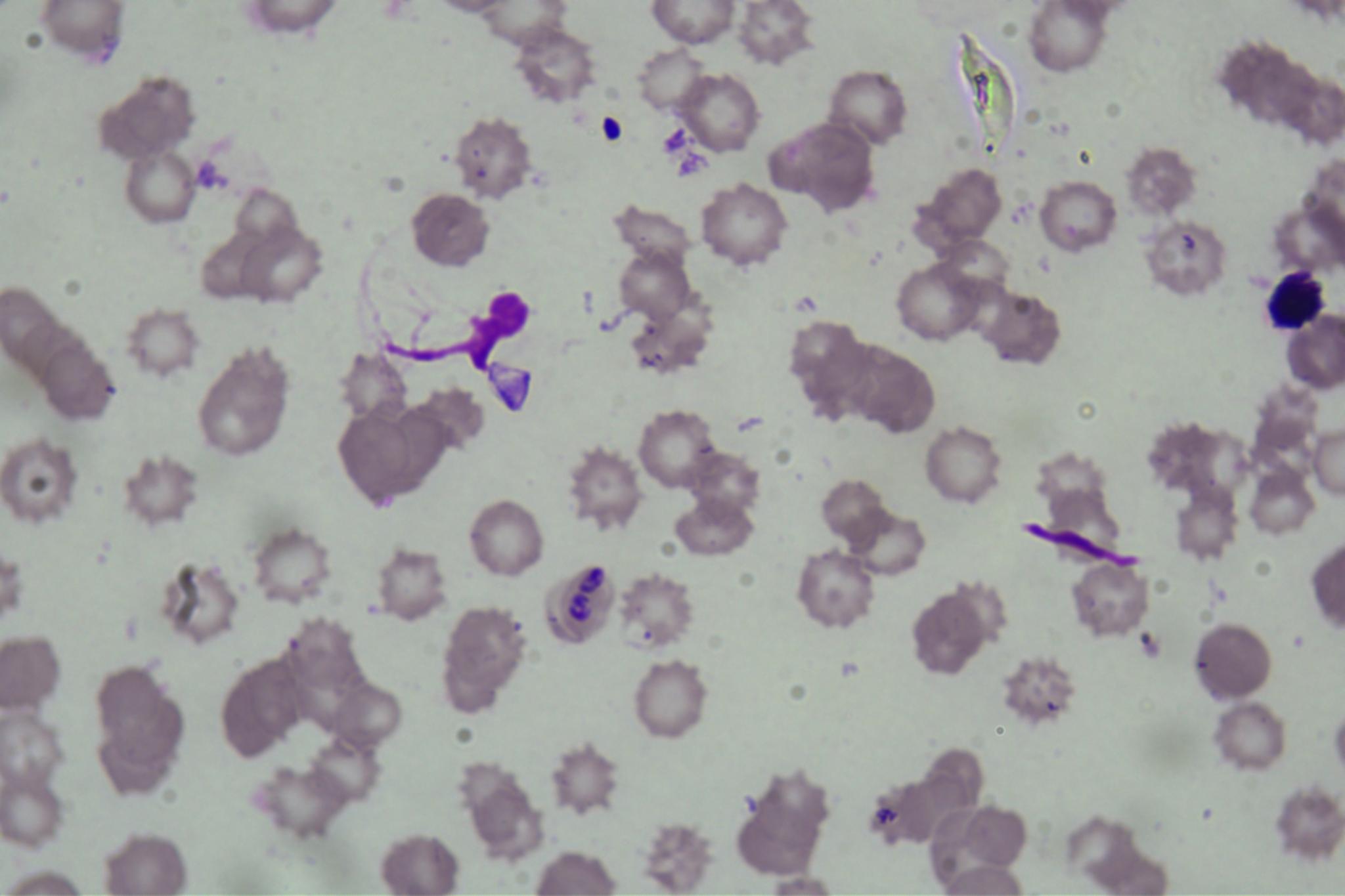 Dataset Image