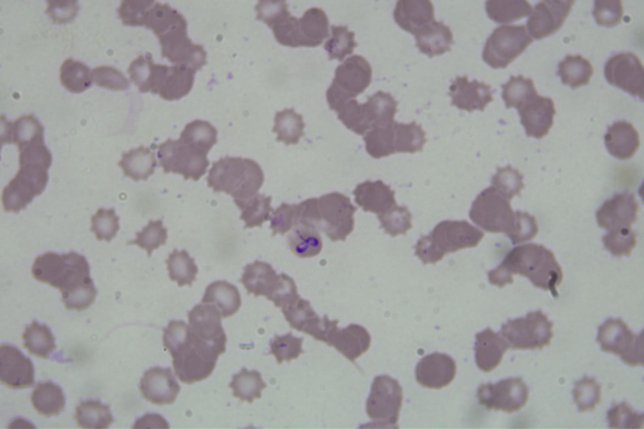 Dataset Image