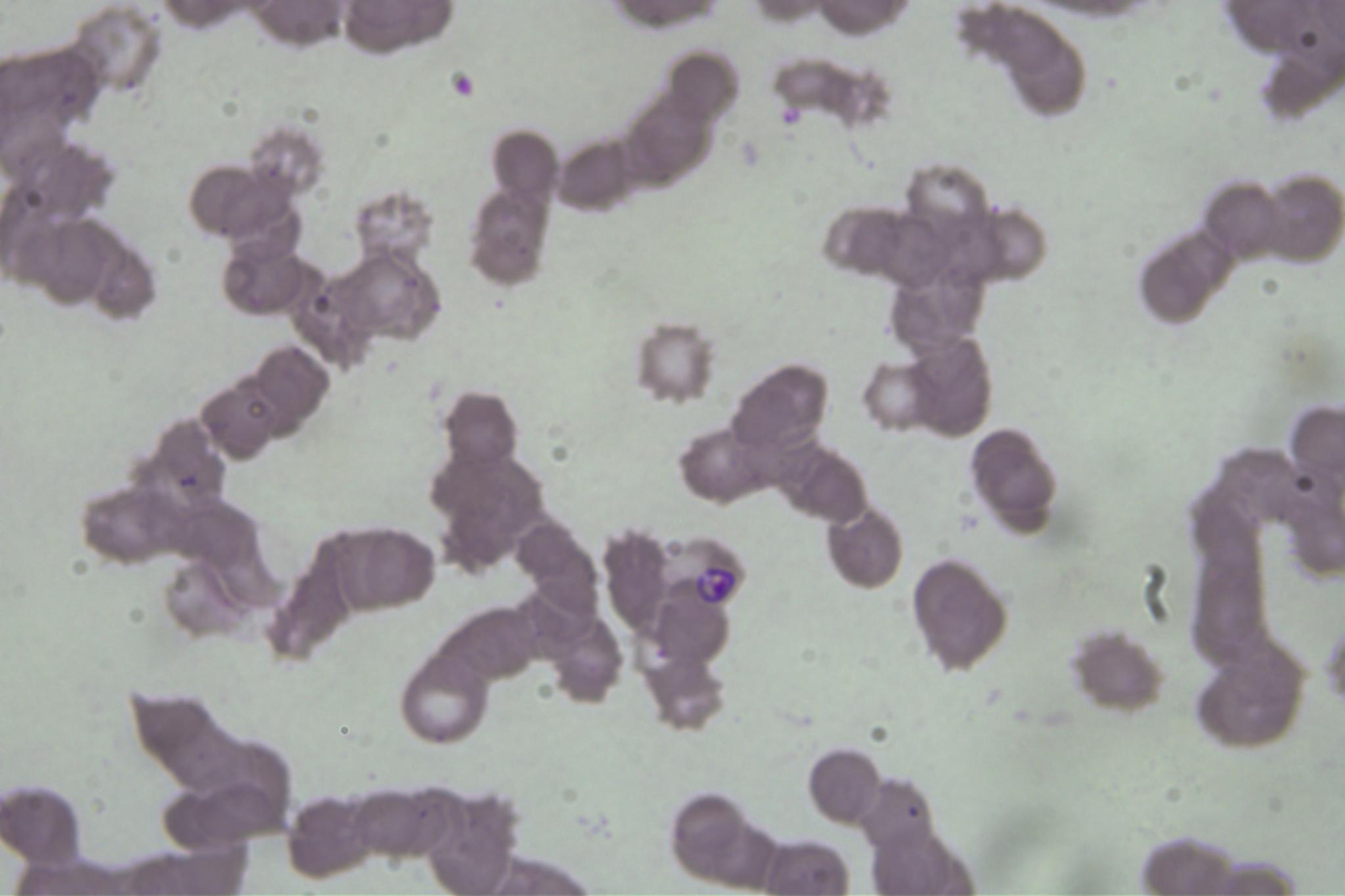 Dataset Image