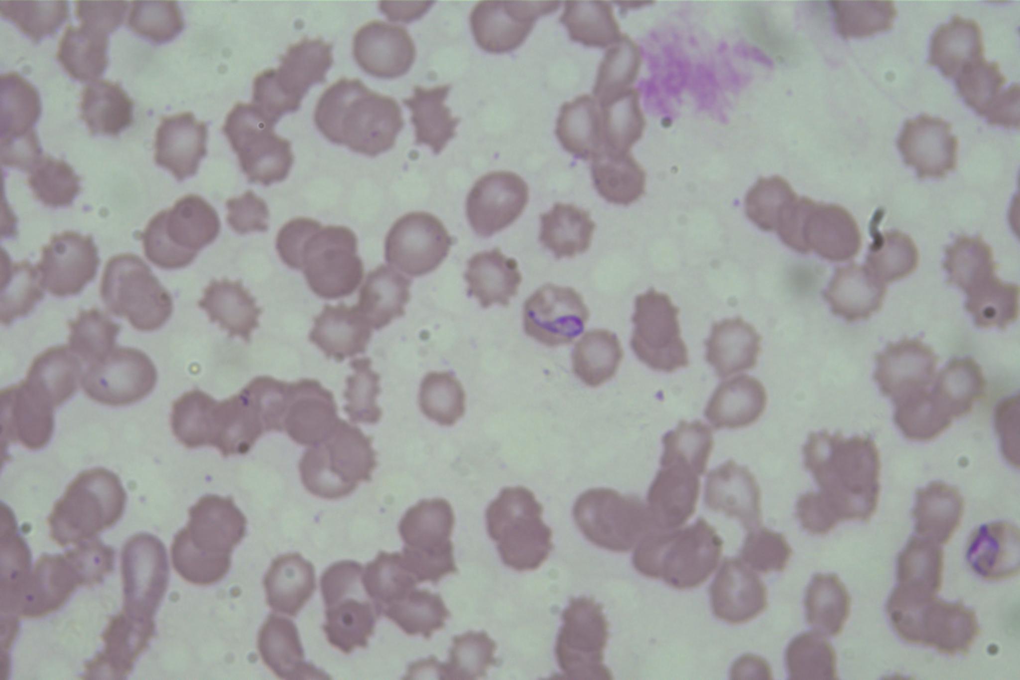 Dataset Image