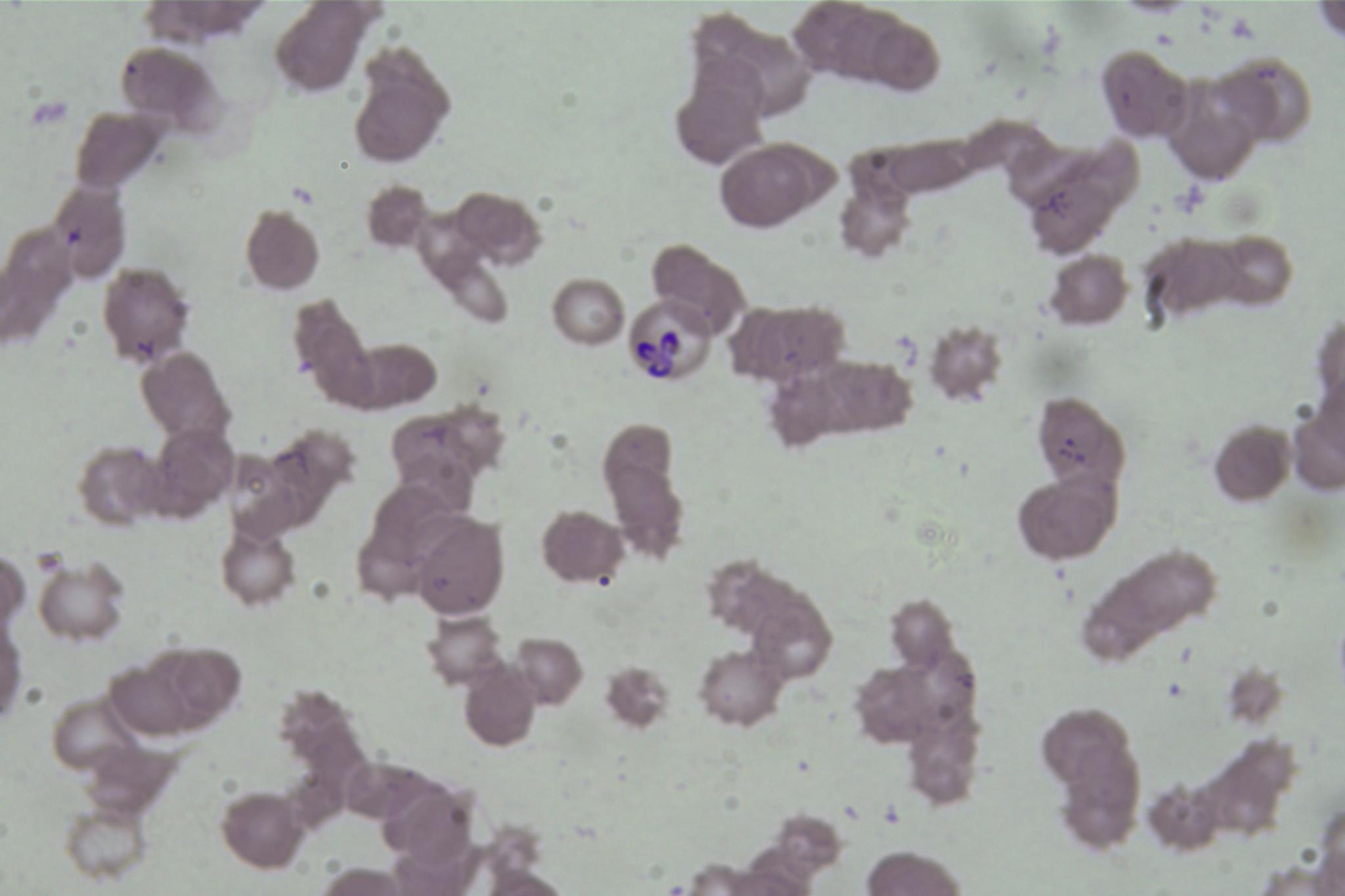 Dataset Image