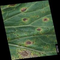 Dataset Image