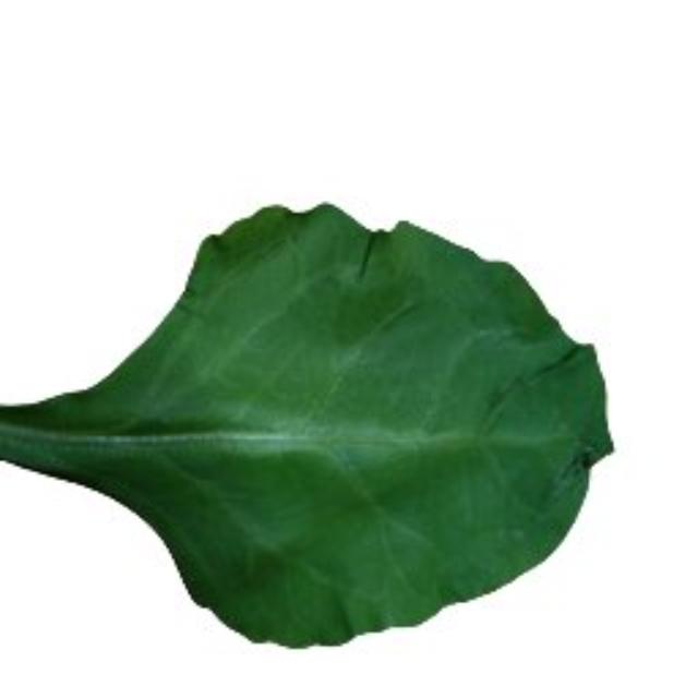 Dataset Image