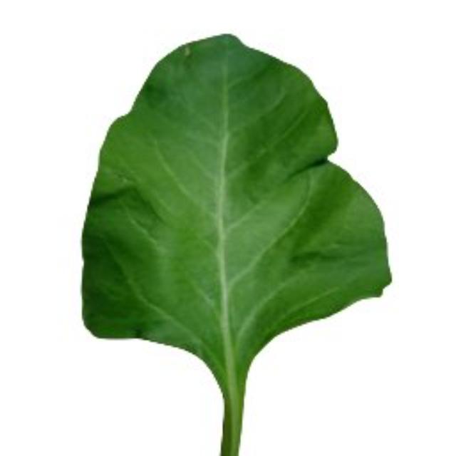 Dataset Image