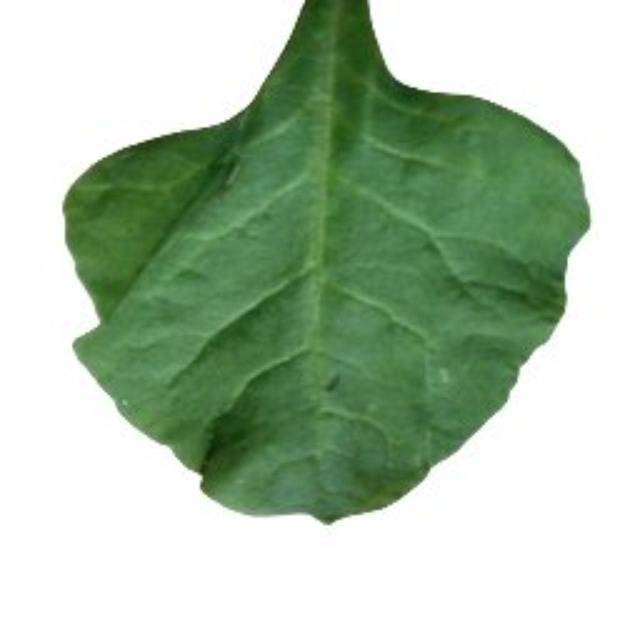 Dataset Image