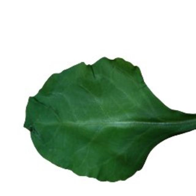 Dataset Image