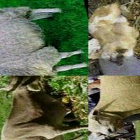 Dataset Image
