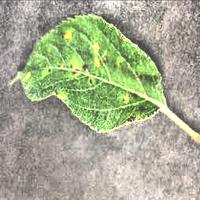 Dataset Image