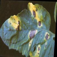 Dataset Image