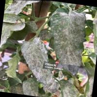 Dataset Image