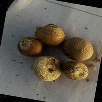 Dataset Image