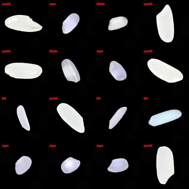 Dataset Image