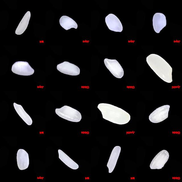 Dataset Image
