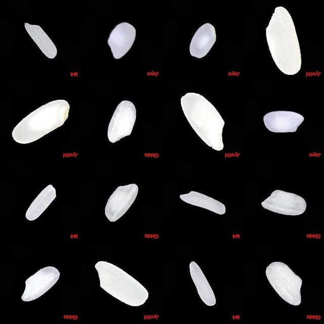 Dataset Image
