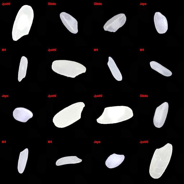 Dataset Image