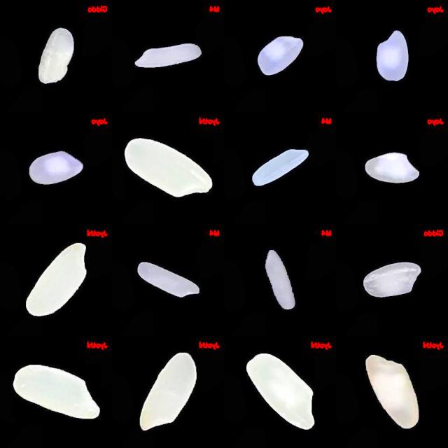 Dataset Image