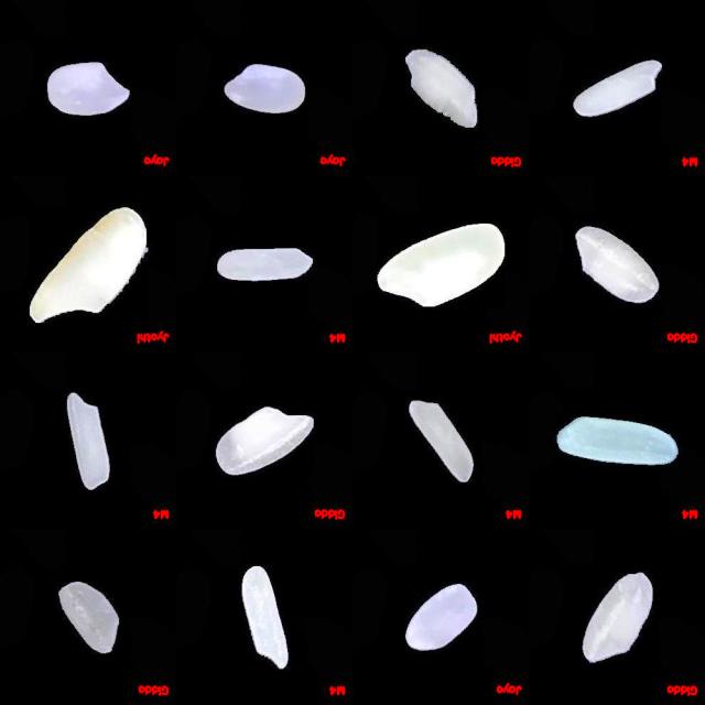 Dataset Image