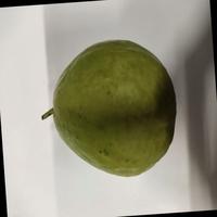 Dataset Image