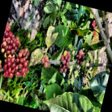 Dataset Image