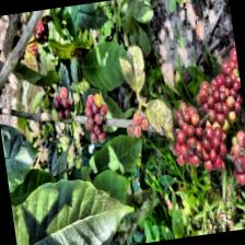 Dataset Image