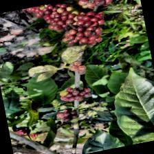 Dataset Image