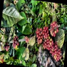 Dataset Image