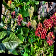 Dataset Image