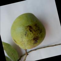 Dataset Image