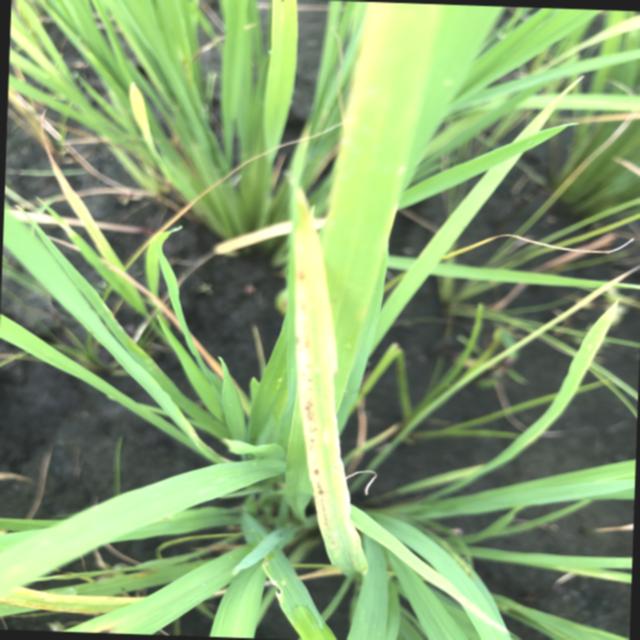 Dataset Image