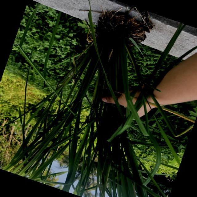 Dataset Image