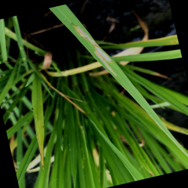 Dataset Image