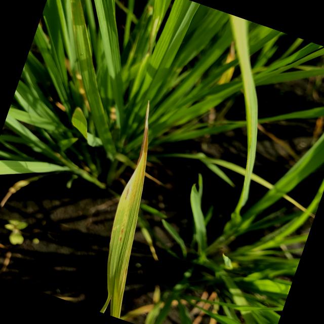 Dataset Image