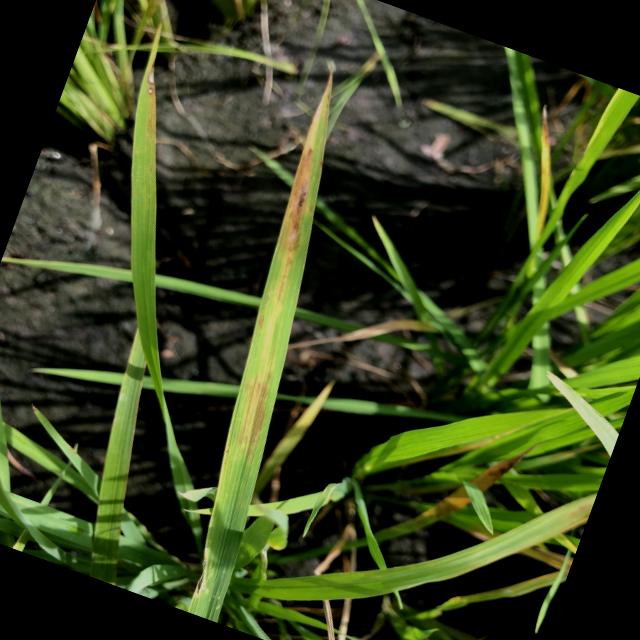 Dataset Image