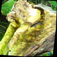 Dataset Image