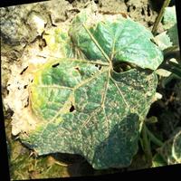 Dataset Image