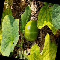 Dataset Image
