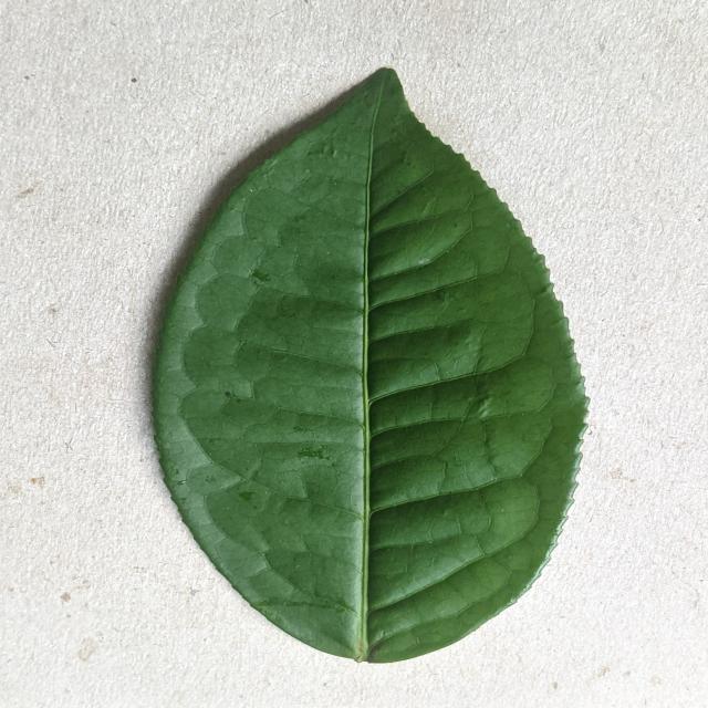 Dataset Image