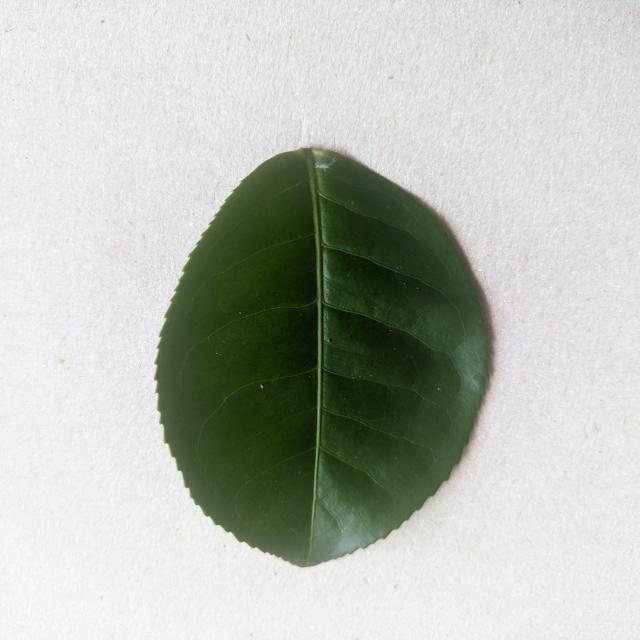 Dataset Image