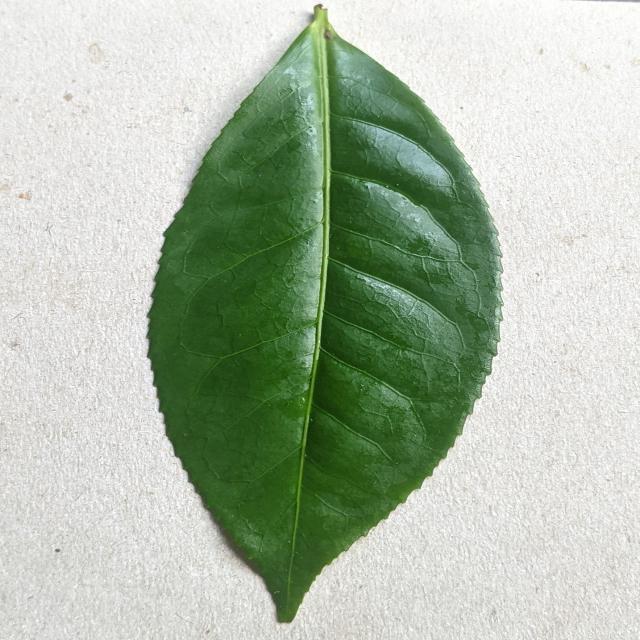 Dataset Image