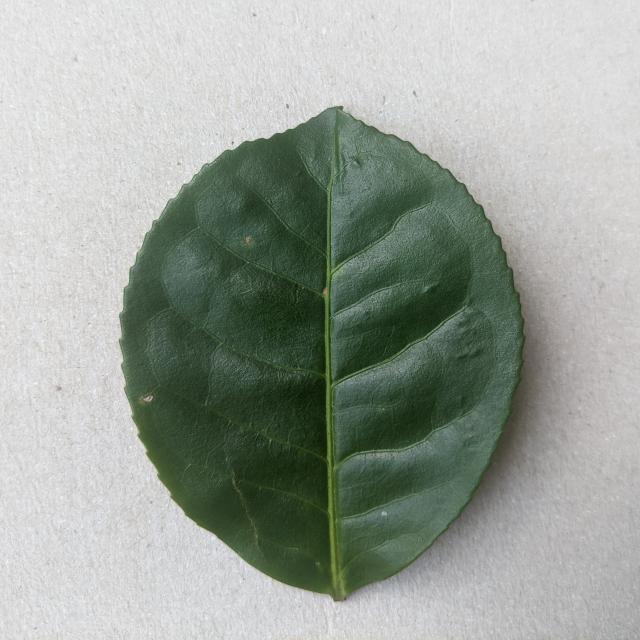 Dataset Image